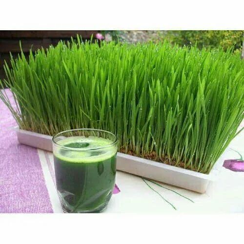 Aloevera Wheat Grass Juice