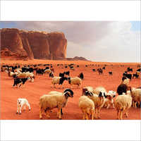 Livestock