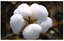 Cotton Fibres