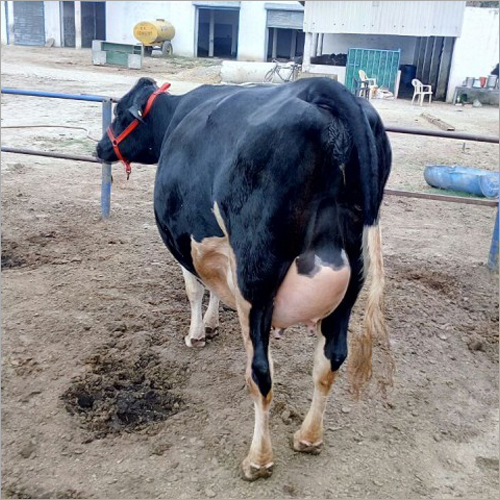 Indian HF Cow - 10-12 Years, Pure HF Breed, 500 kg Weight, Black-White Color | High Milk Production, Low Maintenance, Ideal for Dairy Industry