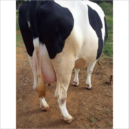 Black-White Pure Hf Cow