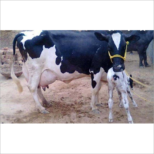 Black-White Dairy Hf Cow