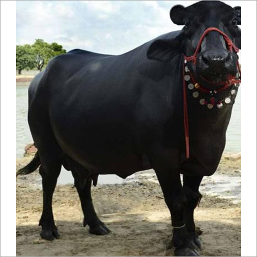 Pure Murrah Buffalo - Age: 10-12 Years, Weight: 500 kg, Color: Black | Female Breed Ideal for Dairy Production, Easy to Maintain and Handle