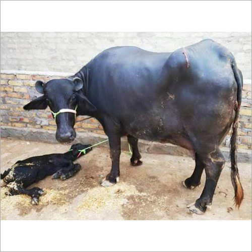 Indian Murrah Buffalo - 10-12 Years Old, 500 Kg Weight, Black Color | Healthy Female for Dairy Production, Low Maintenance