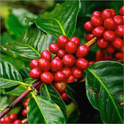 Organic Fresh Coffee Bean