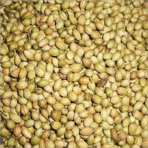 Coriander Seeds Grade: A Grade