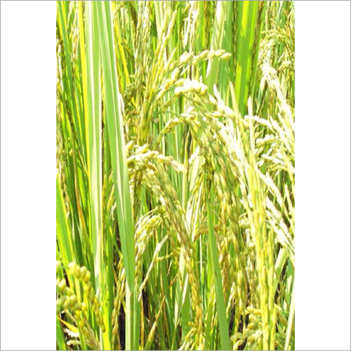 Swastik Paddy Grain Seed By SCION BIOSEED OPC PRIVATE LIMITED