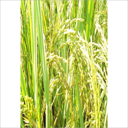 Swastik Paddy Grain Seed