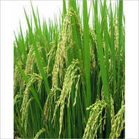 Shree Paddy Grain Seed