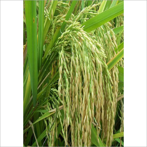 555 Scion Paddy Grain Seed