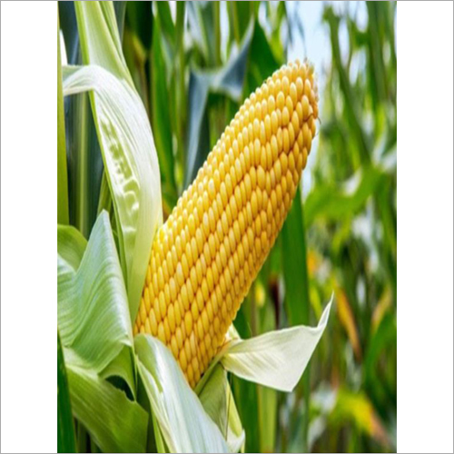 Bhairav Maize Seed By SCION BIOSEED OPC PRIVATE LIMITED