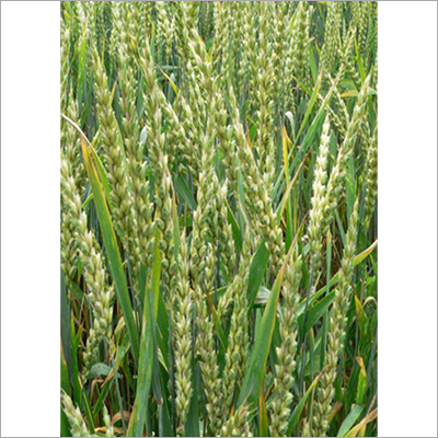 Keshav Wheat Seed By SCION BIOSEED OPC PRIVATE LIMITED