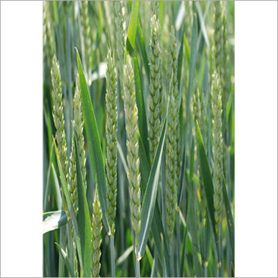 Kuber Wheat Seed