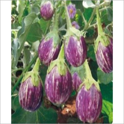 Brinjal Seed