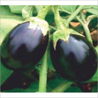 Vimla Hybrid Brinjal Seed By SCION BIOSEED OPC PRIVATE LIMITED