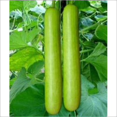 Champion Bottle Gourd Seed