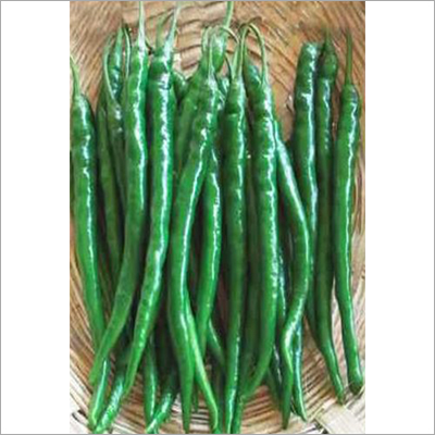 9000 Scion Green Chilli Seed