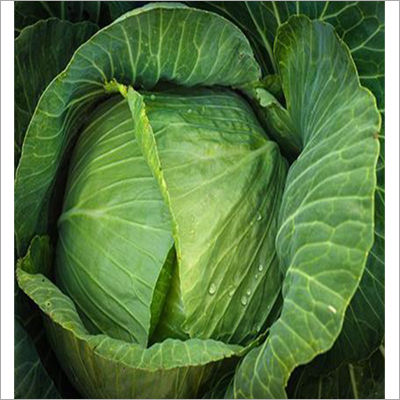 Goal Green Cabbage Seed