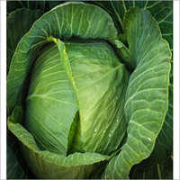 Goal Green Cabbage Seed