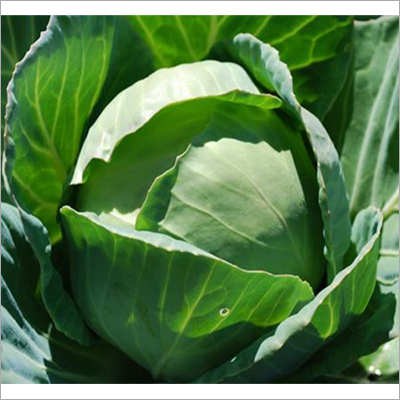 Green Valley Cabbage Seed
