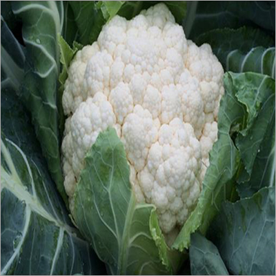 Phool Bahar Cauliflower Seed By SCION BIOSEED OPC PRIVATE LIMITED