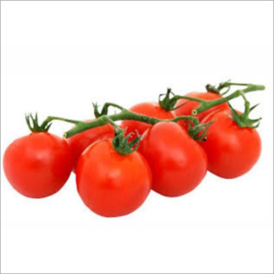 Neelam Tomato Seed By SCION BIOSEED OPC PRIVATE LIMITED