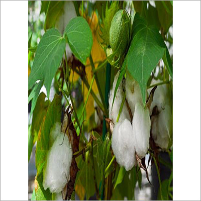 Bhadra Raw Cotton Seed