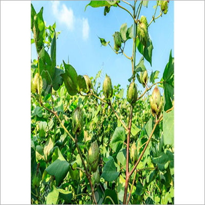 Rudra Raw Cotton Seed