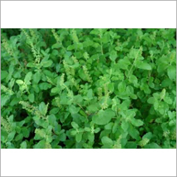 Tulsi Leaves By RIS INTERNATIONAL