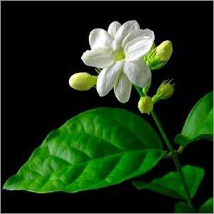 Jasmine Flower