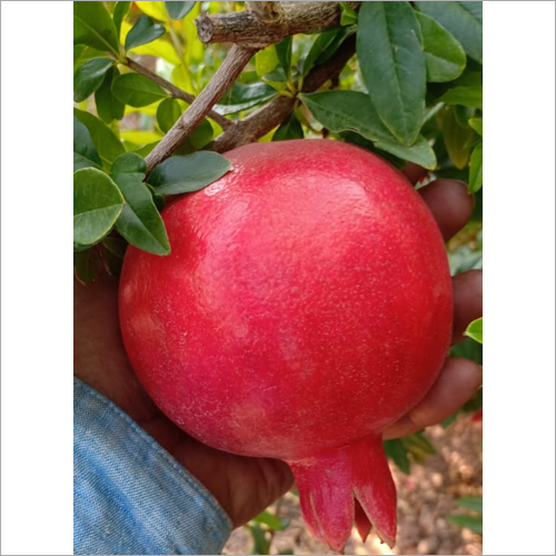 Natural Pomegranate By FARM TO GLOBAL
