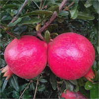 Pure Pomegranate