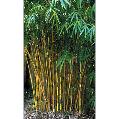 Asian Lemon Bamboo Plant