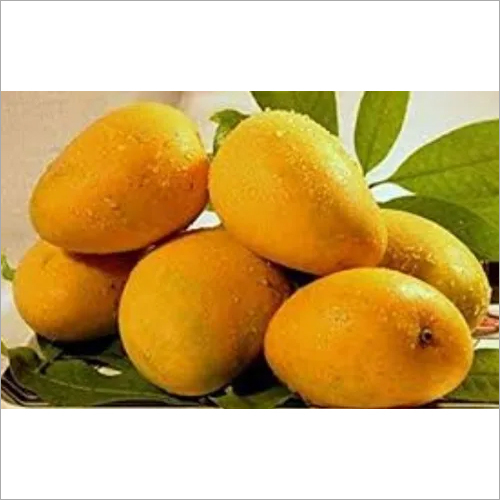 Fresh Kesar Mango - Organic Whole Fruit, Naturally Shaped & Sweet Taste | Ideal for Nutrient Enrichment, Packed for Freshness