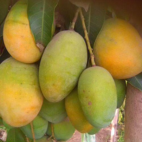 Imam Pasand Mangoes - Yellow-Green Oval Shape | Sweet Taste Juicy Pulp Rich Aroma Smooth Texture