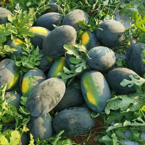 Kiran Watermelon
