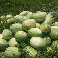 Namdhari 295 Watermelon