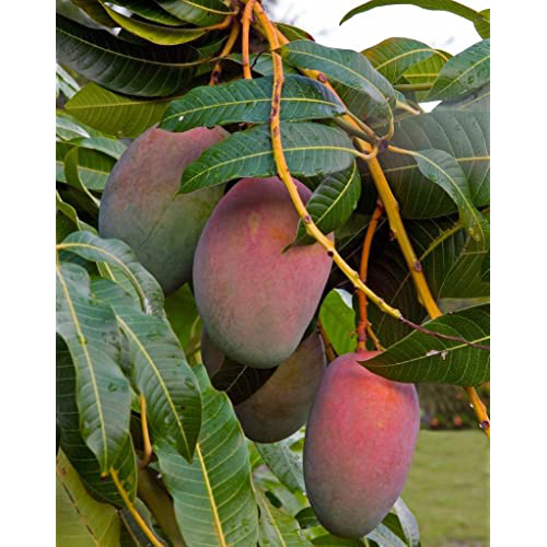 Senthoora Mango