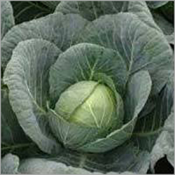 Natural Organic Cabbage