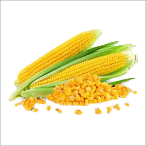Yllow Organic Yellow Maize