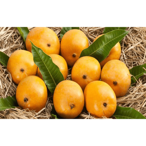 Alphonso Mango - Organic Fresh Whole Fruit | Sweet Taste, Cholesterol Control, Diabetes Management, Skin Purification, Ideal for Juices and Shakes