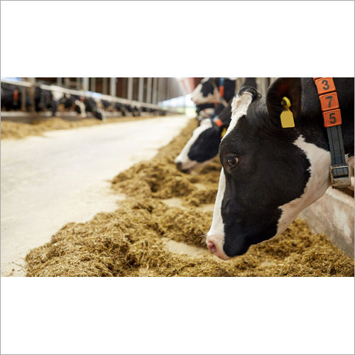 Cattle And Animal Feed