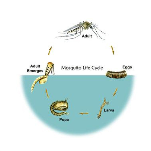Mosquitoes Chemical Control Service