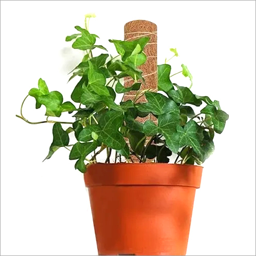 Coir Garden Coco Pole 2 Feet 60 Cm Coir Moss Stick At Best Price In Coimbatore Tamil Nadu Voolex Enterprises Coir Garden Coco Pole 2 Feet 60 Cm Coir Moss Stick At Best Price In Coimbatore Tamil Nadu Voolex Enterprises