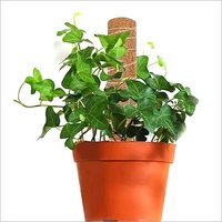 Coir Garden Coco Pole 2 Feet (60 Cm) Coir Moss Stick