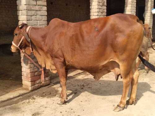 Sahiwal Cow Gender: Female