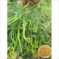 Dhruv Tara Hybrid Chilli Seed