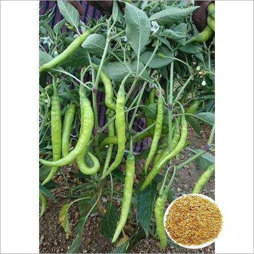 Pavani F1 Hybrid Chilli Seeds
