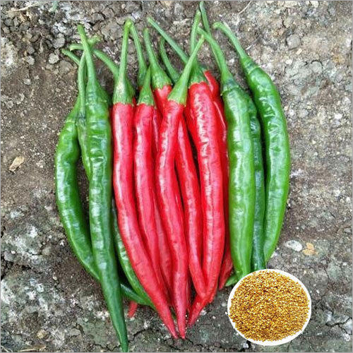Ashwini F1 Hybrid Chilli Seeds