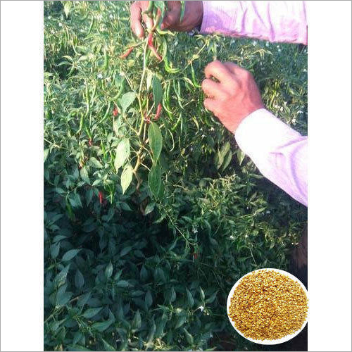 Ramya Teja G4 Hybrid Chilli Seeds